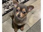 Chihuahua PUPPY FOR SALE ADN-779068 - Puppies for sale