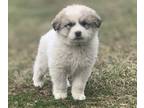 Great Pyrenees PUPPY FOR SALE ADN-779075 - Purebred Great Pyrenees Registrable