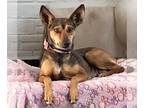 Miniature Pinscher DOG FOR ADOPTION ADN-778975 - Bethany