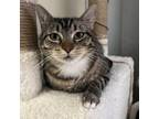 Adopt Macy a Domestic Short Hair