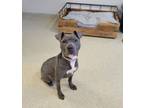 Adopt Prim a Pit Bull Terrier, Mixed Breed