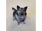 Adopt Ginger Snap a Norwegian Elkhound, Australian Cattle Dog / Blue Heeler