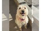 Lakeland Terrier Mix DOG FOR ADOPTION RGADN-1243410 - Teddy Brown - Lakeland