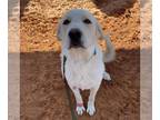 Labrenees DOG FOR ADOPTION RGADN-1243414 - Klondike - Great Pyrenees / Labrador
