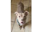 Adopt Diamond NJ a Pit Bull Terrier