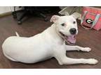 Adopt Hope Wilson SCAS a Pit Bull Terrier