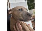 Adopt Brie a Pit Bull Terrier, Labrador Retriever