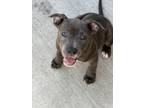 Adopt Pepper a Pit Bull Terrier, Labrador Retriever