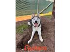 Adopt Guitara a Husky