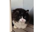 Adopt Ziggy a Domestic Medium Hair