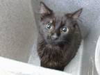 Adopt TOUCAN a Domestic Medium Hair, Domestic Short Hair