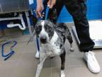 Adopt ECHO a Australian Cattle Dog / Blue Heeler, Mixed Breed