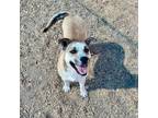 Adopt WENDY DARLING a German Shepherd Dog, Mixed Breed