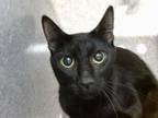 Adopt ANACONDA a Domestic Short Hair