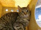 Adopt LILS a Domestic Short Hair