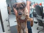 Adopt KATARA a Australian Cattle Dog / Blue Heeler, Mixed Breed