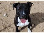 Adopt ROSIE a Labrador Retriever, Mixed Breed