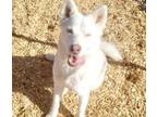 Adopt MAGGIE a Husky, Mixed Breed