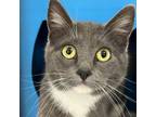 Adopt Oriole a Domestic Short Hair