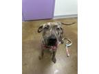 Adopt Queeney a Pit Bull Terrier, Mixed Breed