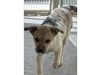 Adopt Prue a Shepherd