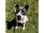 Adopt Starr a Pit Bull Terrier