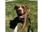 Adopt Tally a Pit Bull Terrier