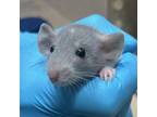 Adopt Maplehorn a Rat