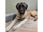 Adopt PIPER a Anatolian Shepherd