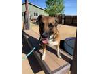 Adopt Bailey a German Shepherd Dog