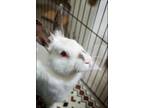 Adopt Poppy a Bunny Rabbit