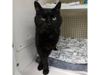 Adopt Mrs. Raven a Domestic Short Hair