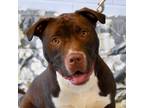 Adopt Brownie a Mixed Breed