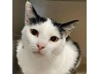 Adopt Pomegranate a Domestic Short Hair