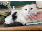 Adopt Little Girlie a Domestic Long Hair