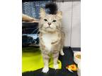 Adopt Goya a Domestic Medium Hair, Domestic Short Hair