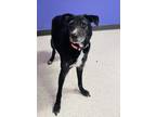 Adopt Bloom a Labrador Retriever, Mixed Breed