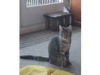 Adopt Sailor a American Shorthair