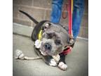 Adopt Kiara a Pit Bull Terrier