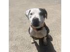 Adopt Checkers a Pit Bull Terrier