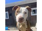 Adopt Chess a Pit Bull Terrier