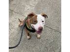 Adopt Chess a Pit Bull Terrier