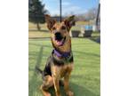 Adopt Maeve a Shepherd, Terrier