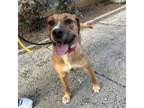 Adopt Vesper a Boxer, Mountain Cur