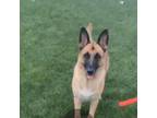 Adopt Megan a German Shepherd Dog