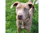 Adopt Koa a Pit Bull Terrier