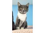 Adopt SHYLA a Domestic Short Hair