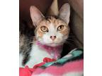 Adopt PEACH a Domestic Short Hair