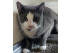 Adopt Steel a Domestic Short Hair