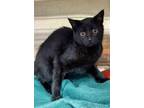 Adopt Bella a Domestic Short Hair